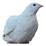 Grátis