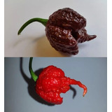 100 Sedds Carolina Reaper Chocolate Carolina Reaper Red