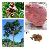 100 Sementes Cedro Rosa Verdadeiro Rara Árvore Nativa