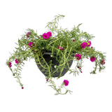 100 Sementes De 11 Horas Portulaca Rosa