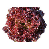 Roxa