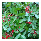 100 Sementes De Aroeira Vermelha Pimenta Rosa