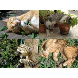 Cataria