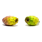 100 Sementes De Figo Da India