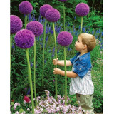 100 Sementes De Flor Alho Gigante