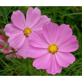 100 Sementes De Flor Cosmos Rosa