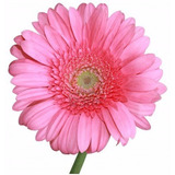 100 Sementes De Gerbera Rosa