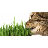 100 Sementes De Grama De Gato