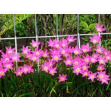 100 Sementes De Lirio Do Vento Rosa