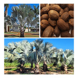 100 Sementes De Palmeira Azul Bismarckia