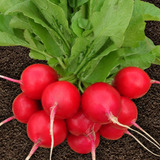 100 Sementes De Rabanete Crimson Gigante