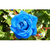 100 Sementes De Rosa Azul
