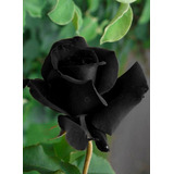 100 Sementes De Rosa Negra Rosas
