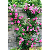 100 Sementes De Rosa Trepadeira Pink