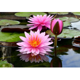 100 Sementes Ninféia Lirio D água Nymphaea Lily Flor Lotus
