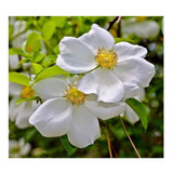 100 Sementes Rosa Trepadeira Cherokee Branca