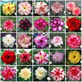 100 Sementes Rosas Do Deserto Mix De Cores E Espécies 