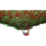 100 Sementes Tomate De Árvore Italiano