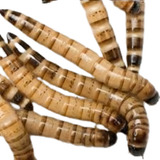100 Tenébrio Gigante Larvas Adultas