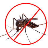 100 Unidades Sementes Contra Dengue Crotalaria