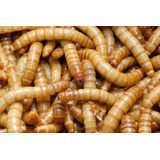 1000 Larvas Tenébrio Molitor