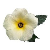 Guaruja