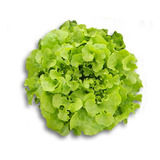 Feltrin