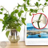 10un Gancho Autoadesivo Parede Fixação Planta Trepadeira