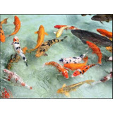 10x Carpas Koi 10cm Frete Grátis Peixes Lagos Aquário