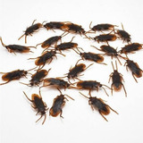 Barata