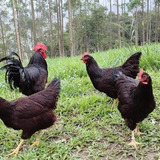 12 Ovos Ferteis Rhod Island Red - Original