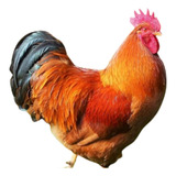 Pura