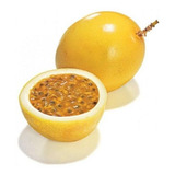 12 Sementes De Fruta Maracujá Doce Redondo Amarelo Topseed
