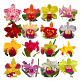 12 Mudas Orquidea Cattleya Lindas