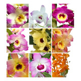 12 Mudas Orquideas Dendrobium Pre Adulta