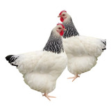 12 Ovos Ferteis Galinhas Sussex Light Raça Pura