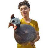 Pampa