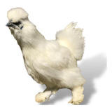 Brinde