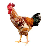 12 Ovos Galinha Balão Sertanejo Gsb Gigante