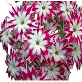 120 Sementes Phlox Drummond Grandiflora Sortido