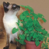 12x Sementes Grama Dos Gatos Catnip Petgrass Relaxante
