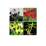 13 Mudas De Orquídea Denfal Semi Adultas Sem Flor Musgo