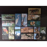 14 Cards Álbum Animais De Todo O Mundo Surpresa Nestlé 1983
