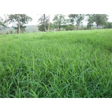 15 Kg De Sementes De Tifton-9 (paspalum Nutatum) Oferta