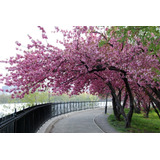 15 Sementes De Cerejeira Sakura Rosa