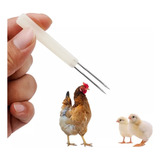 Frango