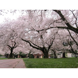 15 Sementes Cerejeira Sakura Branca Para