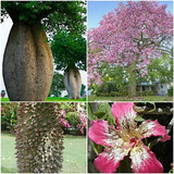 15 Sementes Paineira Rosa Bonsai Ceiba Speciosa Árvore