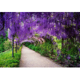 15 Sementes Trepadeira Glicinia Wisteria Sinensis P Mudas
