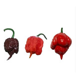 150 Sem Carolina Reaper Chocolate Carolina Red Trinidad